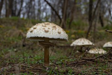 mushrooms which grow in wood