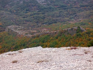 forest