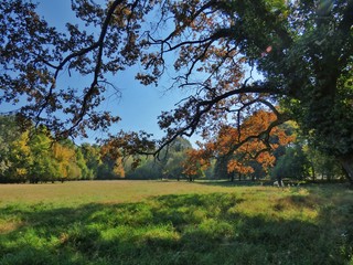 forest