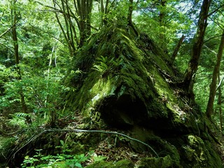 山中の岩