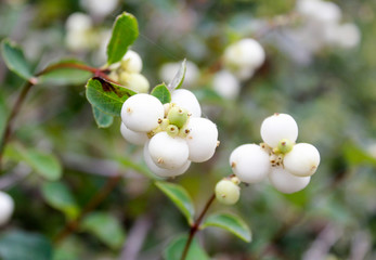white flowers of apple tree