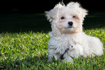Perro cachorro de color blanco sentado en el pasto mirando a cámara