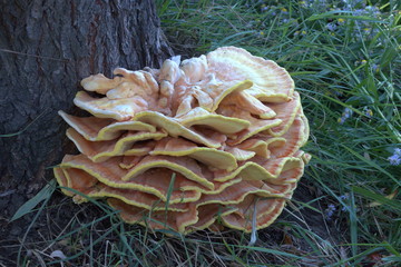 mushrooms which grow in wood