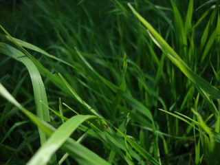 close-up al césped verde