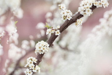 Selective focus of Beautiful cherry blossom