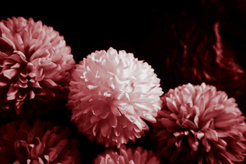 Beautiful abstract color pink and red flowers graphic on black background and light black and pink flower frame and pink leaves texture, dark background, red banner happy valentine