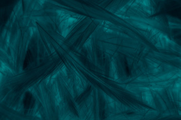 Beautiful abstract colorful gray and blue feathers on white background and soft white feather texture on blue pattern and blue background, colorful feather, white banners