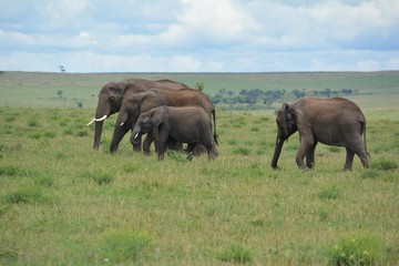 Naklejka na ściany i meble a family of African elephants walk on the grass