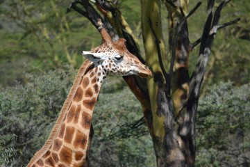 Safari giraffe stands by a tree