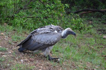 bird white headed vulture predator in the forest