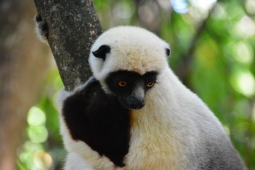 Madagascar sifaka on a tree looks down