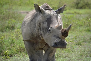 Naklejka na ściany i meble white rhinoceros with one horn close up