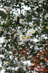 満開を迎えた山茶花の白い花