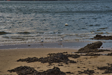 seagulls on the beach