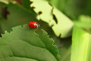 Fototapeta premium Ladybug on the grass.