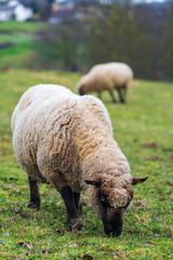 Portrait of a sheep standing on a green meadow and eating fresh grass. Concepts of free-range husbandry, animal welfare or ethical breeding of sheep. Front view, background blur