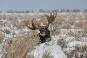 Bull Moose Bedded in Sagebrush in Grand Teton National Park Wyoming in Winter