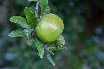 Pomegranate on tree