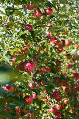 apples on tree in summer
