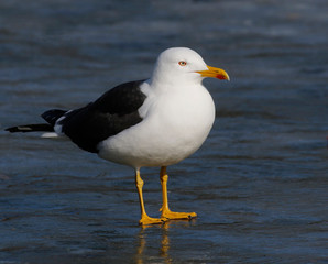 lesser black-backed gull	