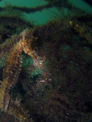 Fototapeta na wymiar Close up of a wild male Whites seahorse, sea horse (Hippocampus Whitei) hiding at the shark net of Watsons Bay aquatic pool