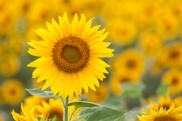 sunflowers