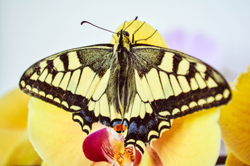 butterfly swallowtail on an orchid 