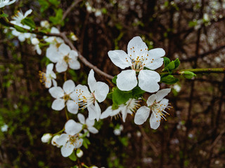 White beautiful flowers of a blossoming plum tree with young green leaves on a sunny spring day.