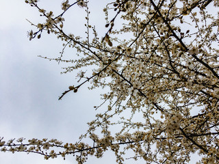 White blooming plum covered with white flowers on a cloudy spring day.