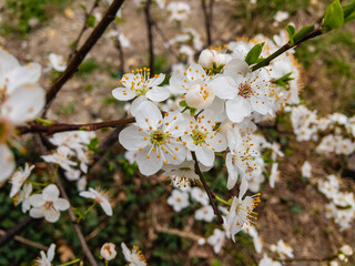 Plum tree branches with white flowers and young green leaves on a sunny spring day.