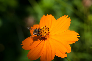 buzy bee on flower
