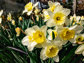 White daffodils with a yellow crown grow in the spring garden on a sunny day.