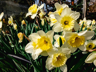 Beautiful white with yellow center flowers of daffodils (lat. Narcissus pseudonarcissus) bloom in the garden in spring on a sunny morning.