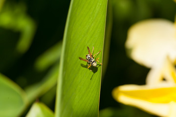 bee on leaf in summer