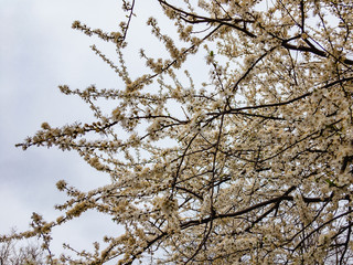  Blossoming white flowers of a plum tree branch on a cloudy spring day.