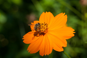 buzy bee on orange flower