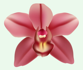 Orchid flower in pink on a light background vector drawing