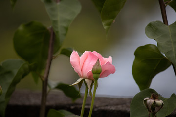 A pink rose in a garden, centered