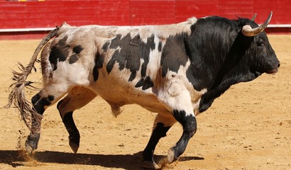 spanish bull in the bullring
