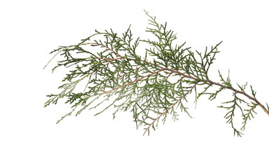 Pine branch isolated on white background with clipping path