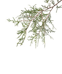 Pine branch isolated on white background with clipping path