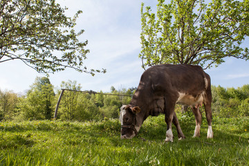 cow on a meadow in summer