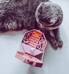 Scottish cat and jewelry box
