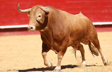 spanish bull in the bullring