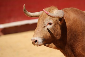 spanish bull in the bullring