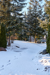 Winter landscape. A path in the park sprinkled with snow along the young spruces.