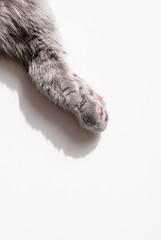 cat paws wool background