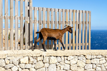 Ziege am Cap de Formentor, Mallorca Spanien