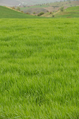 Fototapeta premium field of green wheat