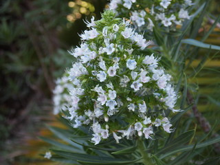 Botanical garden (Tafira Alta, Gran Canaria, Spain)